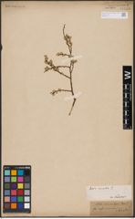 Foto von Salix aurita L.
